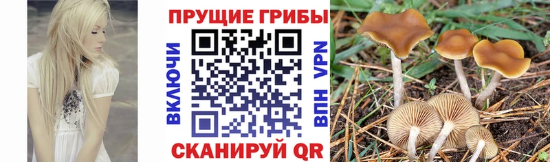 Псилоцибиновые грибы прущие грибы  как найти закладки  Отрадный 